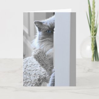 Ragdoll Cat, card