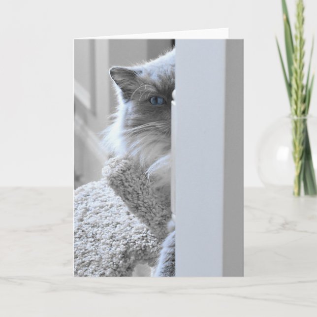 Ragdoll Cat, card (Front)