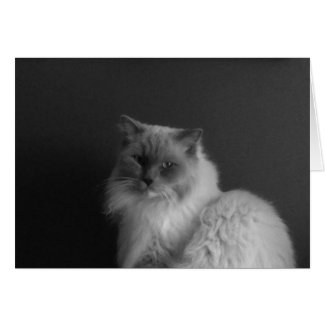 Ragdoll Cat, Card