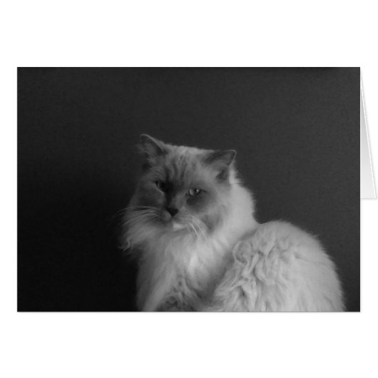 Ragdoll Cat, Card (Front Horizontal)