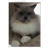 Ragdoll Cat, Card (Front)