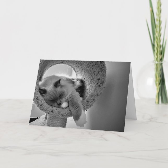 Ragdoll Cat, card (Front)