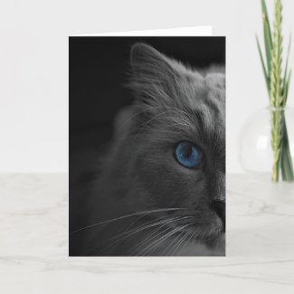 Ragdoll Cat, card