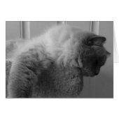 Ragdoll Cat, Card (Front Horizontal)