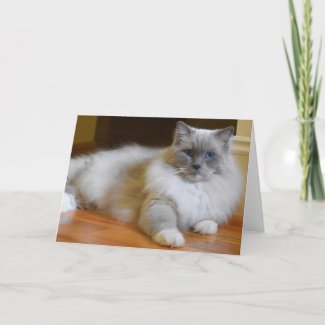 Ragdoll Cat, card