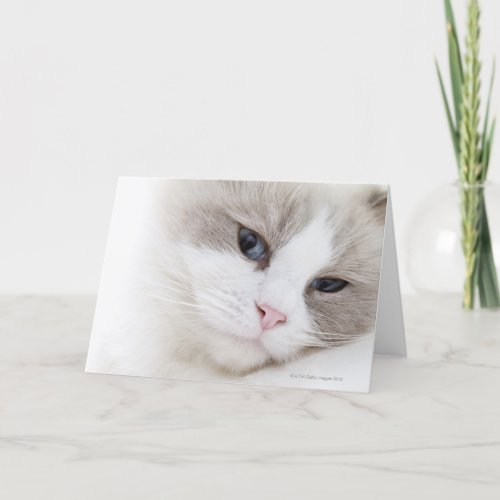 Ragdoll cat card