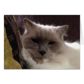 Ragdoll Cat, Card (Front Horizontal)