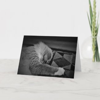 Ragdoll Cat Card