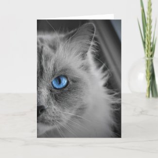 Ragdoll Cat, card