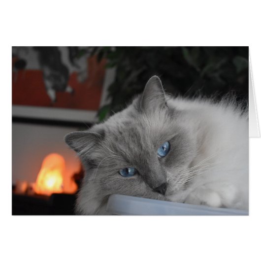 Ragdoll Cat Cards (Front Horizontal)