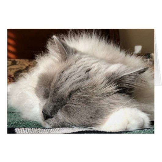 Ragdoll Cat Cards (Front Horizontal)