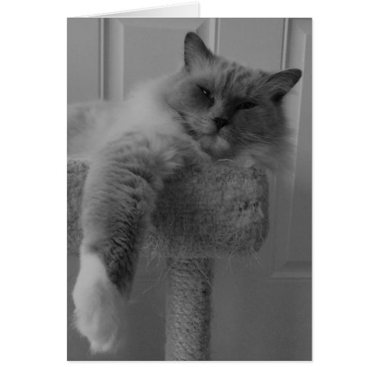 Ragdoll Cat Cards (Front)