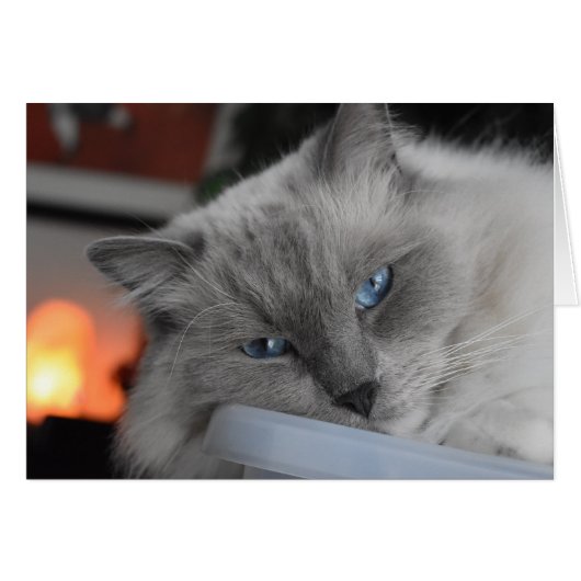 Ragdoll Cat Cards (Front Horizontal)