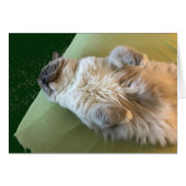Ragdoll Cat Couch Potato Cards (Front Horizontal)