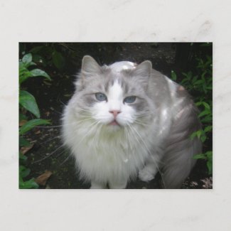 Ragdoll Cat DIY Postcard