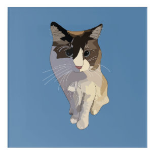 Ragdoll cat, Dusty Blue Acrylic Print