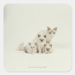 Ragdoll cat female with kittens square sticker