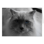 Ragdoll Cat / Isolated Color (Front Horizontal)