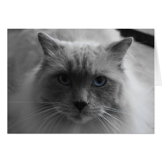Ragdoll Cat / Isolated Color Cards (Front Horizontal)