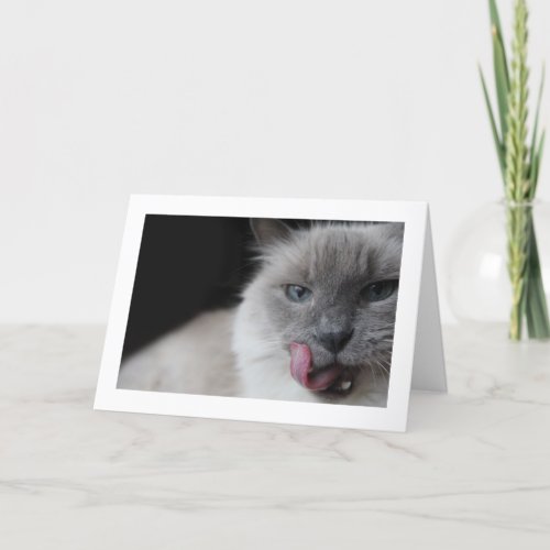 Ragdoll cat licking lips card