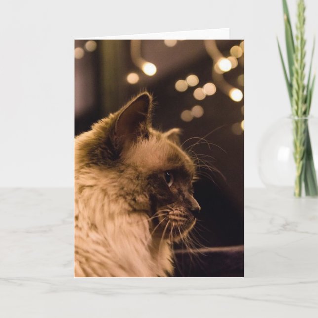 Ragdoll Cat Lights Card (Front)