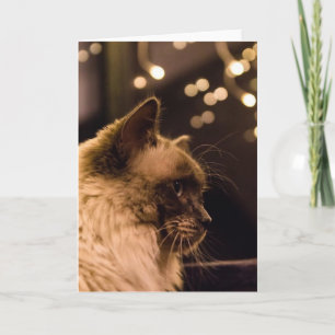 Ragdoll Cat Lights Card