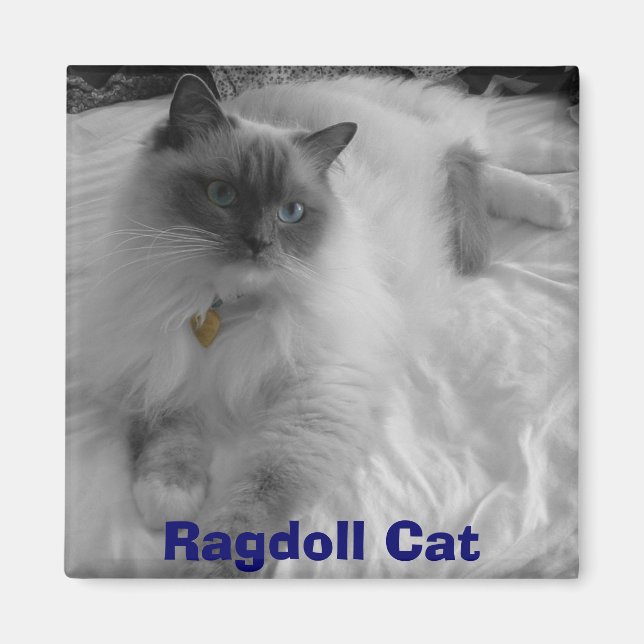 Ragdoll Cat Magnet (Front)
