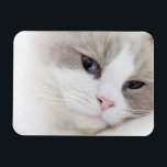 Ragdoll cat magnet<br><div class="desc">Ragdoll cat | ULTRA.F | AssetID: 85490475</div>