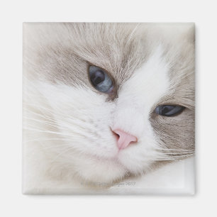 Ragdoll cat magnet