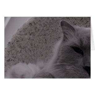 Ragdoll Cat / Noir, card