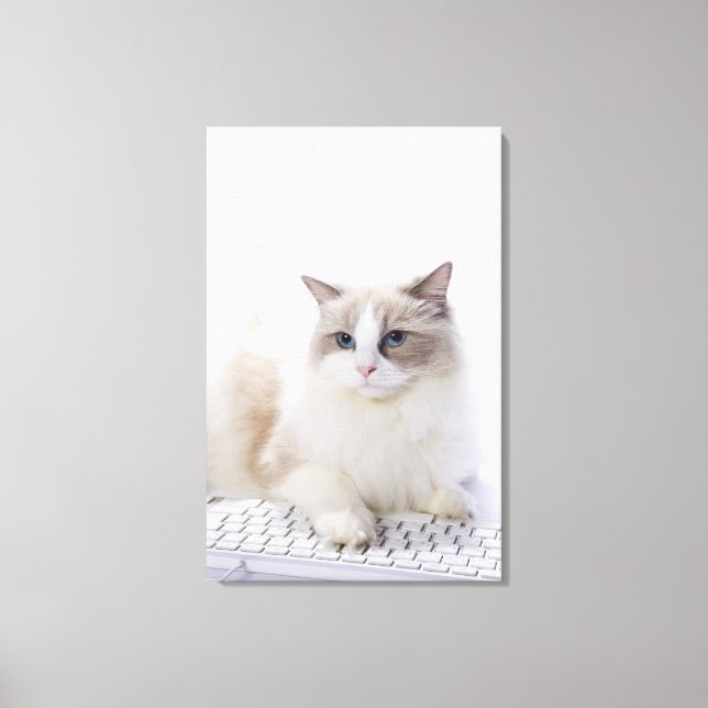 Ragdoll cat on computer keyboard canvas print (Front)
