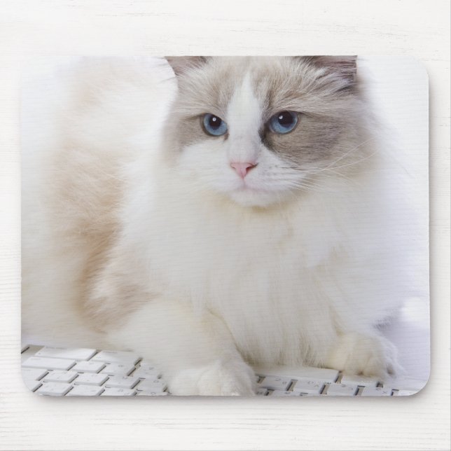 Ragdoll cat on computer keyboard mouse pad (Front)