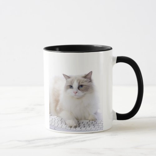 Ragdoll cat on computer keyboard mug