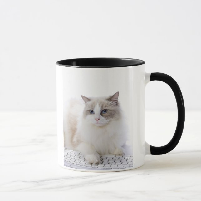 Ragdoll cat on computer keyboard mug (Right)