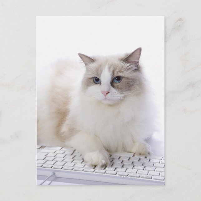 Ragdoll cat on computer keyboard postcard (Front)