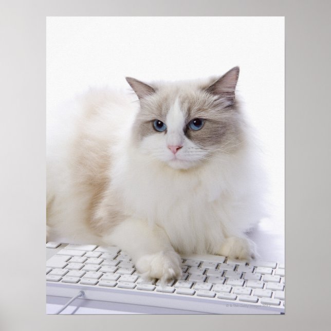 Ragdoll cat on computer keyboard poster (Front)