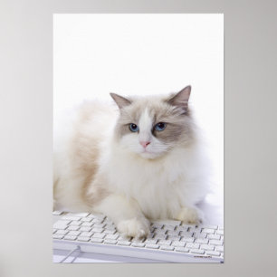 Ragdoll cat on computer keyboard poster
