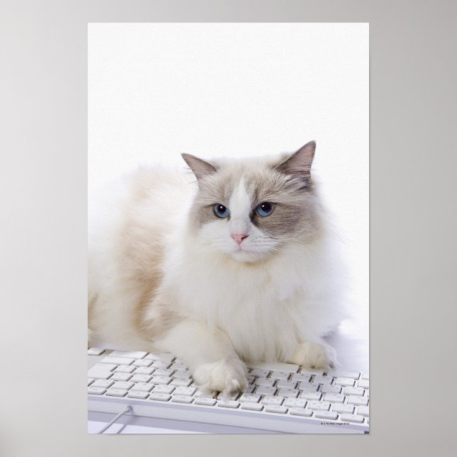 Ragdoll cat on computer keyboard poster (Front)