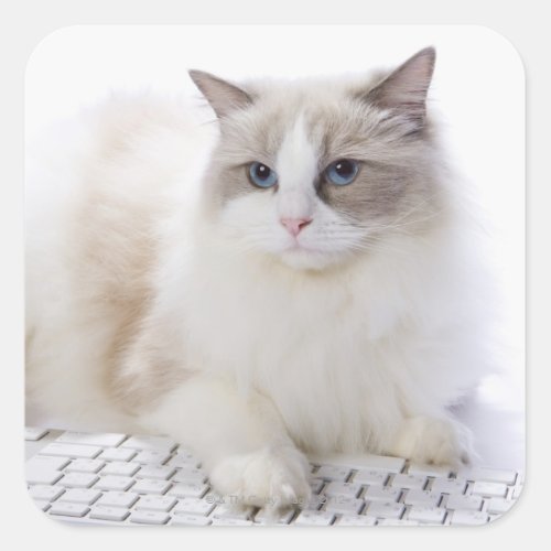 Ragdoll cat on computer keyboard square sticker
