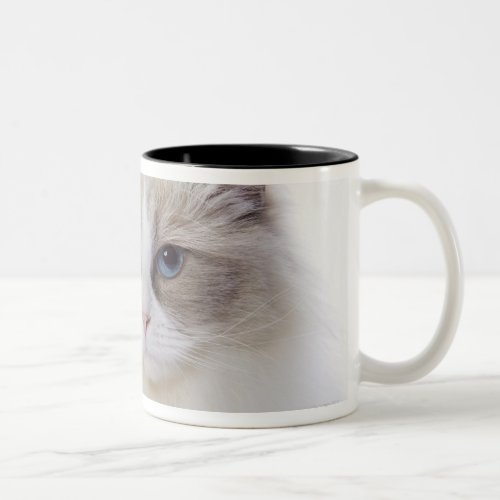 Ragdoll cat on computer keyboard Two_Tone coffee mug