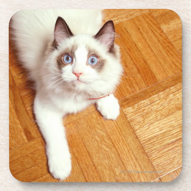 Ragdoll cat on floor, elevated view beverage coaster (Front)