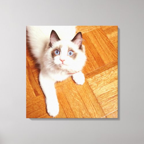 Ragdoll cat on floor elevated view canvas print