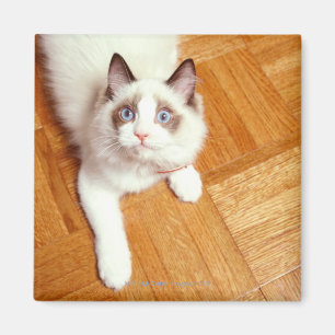 Ragdoll cat on floor, elevated view magnet