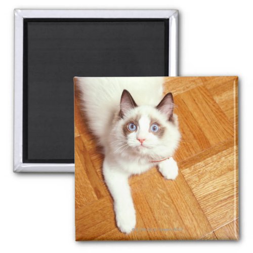 Ragdoll cat on floor elevated view magnet