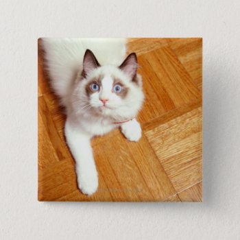 Ragdoll Cat On Floor  Elevated View Pinback Button by prophoto at Zazzle