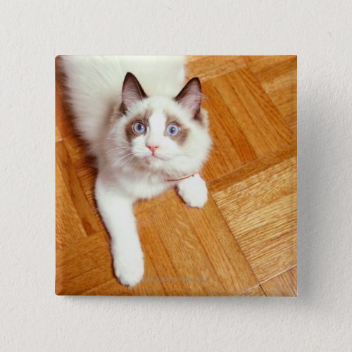 Ragdoll cat on floor elevated view pinback button