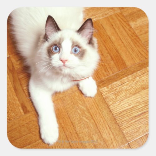 Ragdoll cat on floor elevated view square sticker