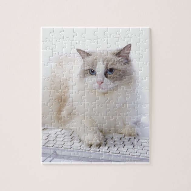 ragdoll cat jigsaw puzzle