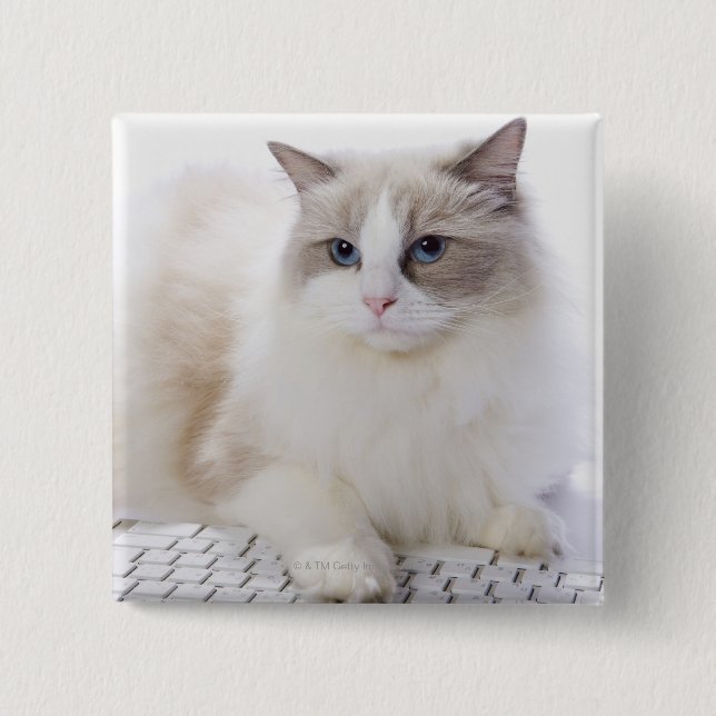 Ragdoll Cat on Keyboard Pinback Button (Front)