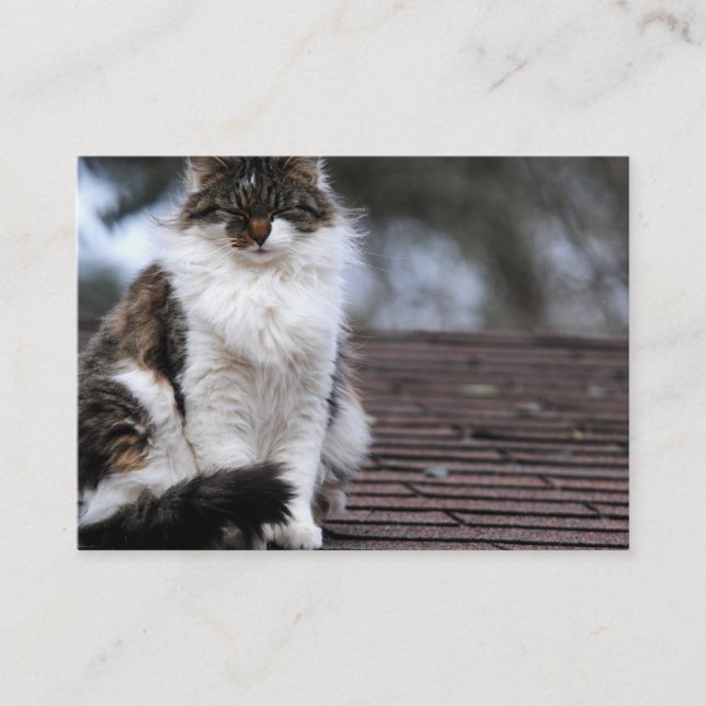 Ragdoll Cat On Roof Business Cards (Front)